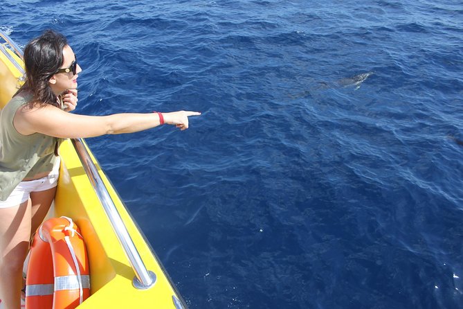 Dolphin Mini Cruise at Playa Del Carmen - Customer Reviews and Ratings