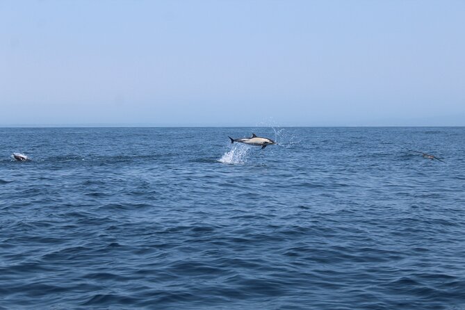 Dolphin Watching Along the Algarve Coast - Directions and Meeting Point