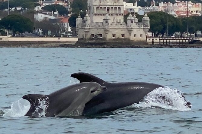 Dolphin Watching in Lisbon - Additional Information for Travelers