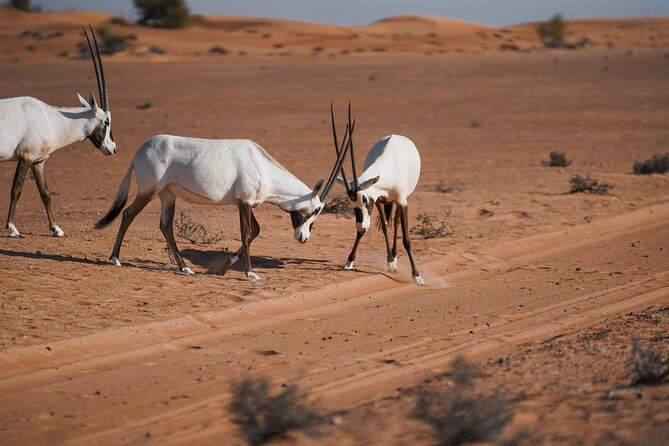 Dubai Desert Safari: Camel Ride, Sandboarding, BBQ & Spirits - Important Details