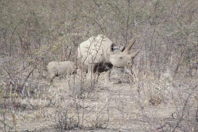 ETOSHA PARK SAFARI With Local Guides in 9-Seater 4x4s - Local Guides in 9-Seater 4x4s