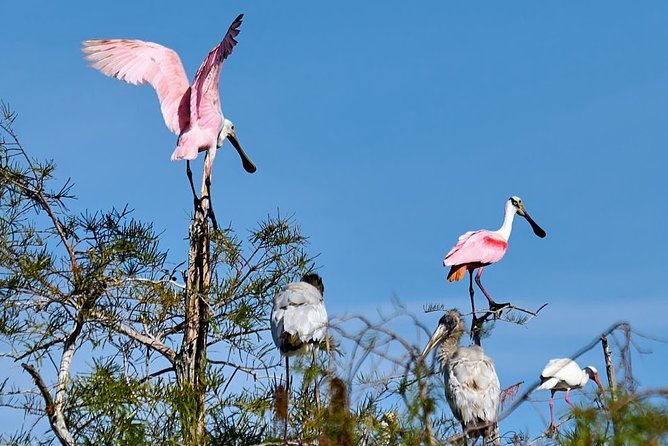 Everglades National Park Biologist Led Adventure: Cruise, Hike + Airboat - Nature Hike in Big Cypress