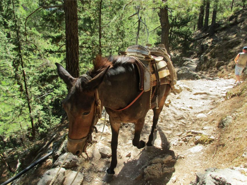 From Chania: Full-Day Samaria Gorge Trek Excursion - Boat and Entrance Tickets