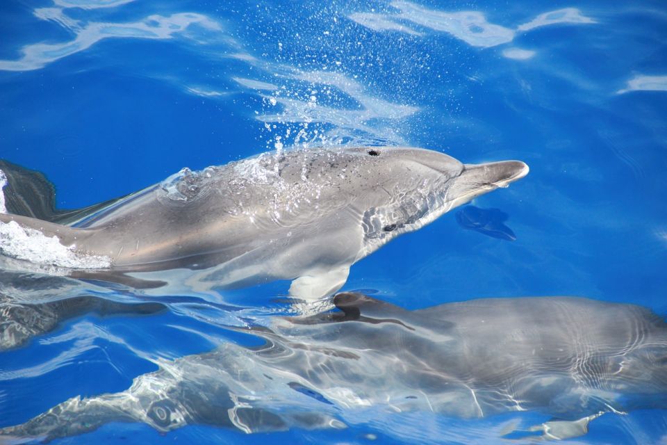 From Funchal: Madeira Dolphin and Whale Watching Tour - Guaranteed Sightings Policy