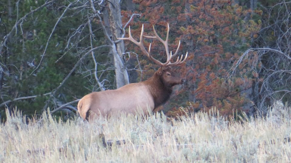 From Jackson: Yellowstone Day Tour Including Entrance Fee - Wildlife Observation