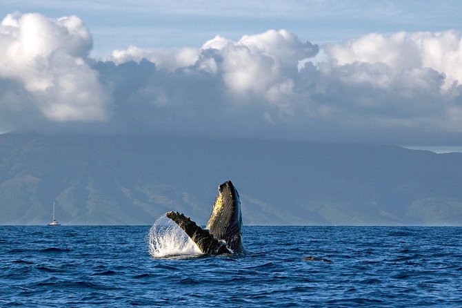 From Maalaea Harbor: Whale Watching Tours Aboard the Quicksilver - Customer Feedback