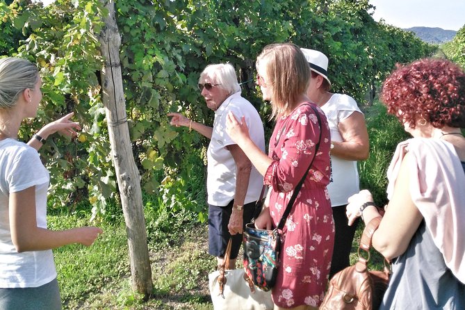 From Padua: Olive Oil & Wine in the Euganean Hills - About the Euganean Region