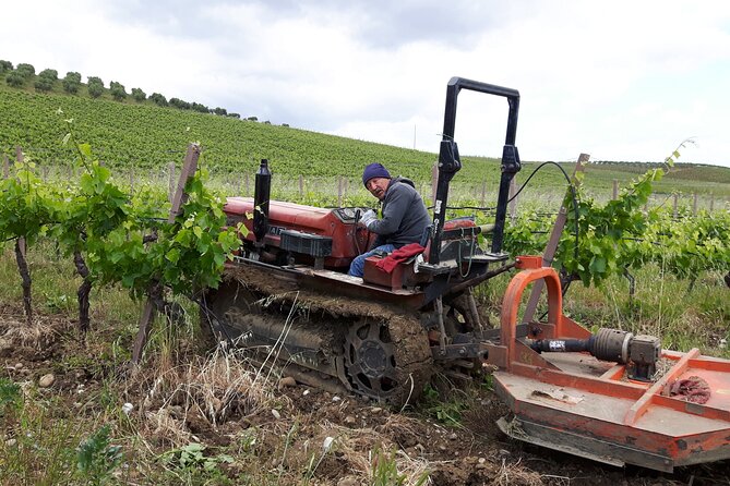 Full-Day Wine Tour in Western Sicily - Lunch and Tasting