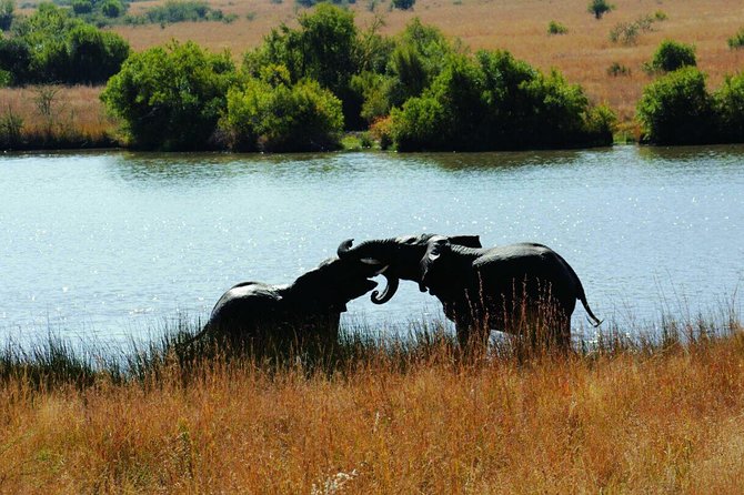 Fully Inclusive Pilanesbserg Safari From Johannesburg - Transportation and Meals Provided