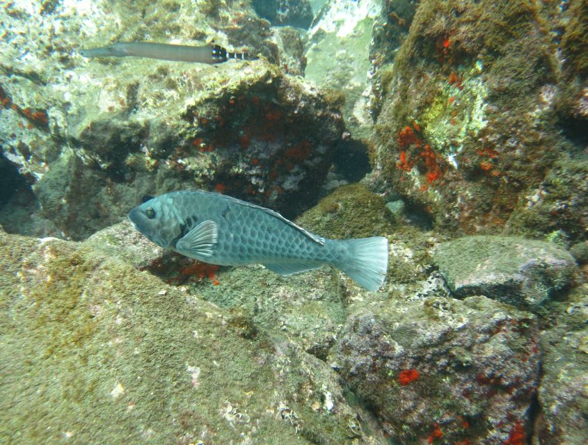 Funchal: Snorkeling Adventure in the Eco-Park - Customer Feedback