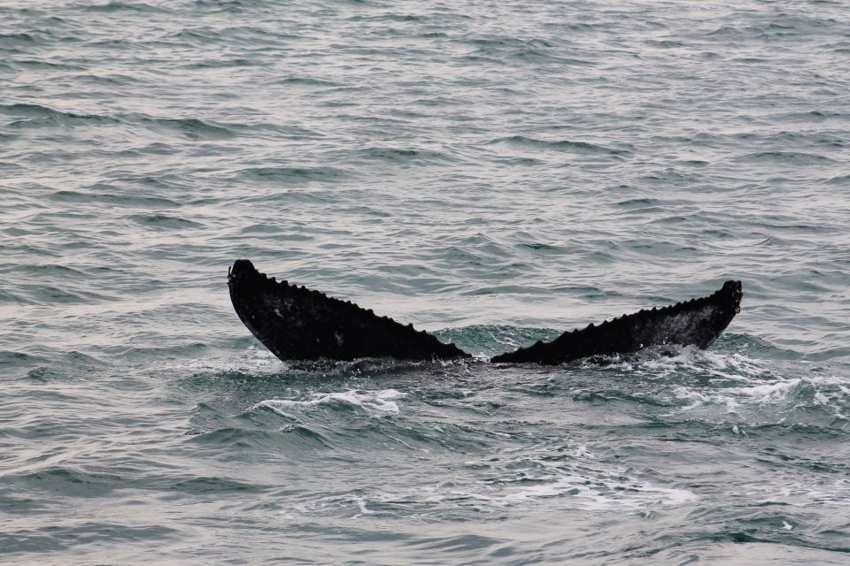 Húsavík: Family-Run and Guided Whale Watching Tour - Getting to the Meeting Point