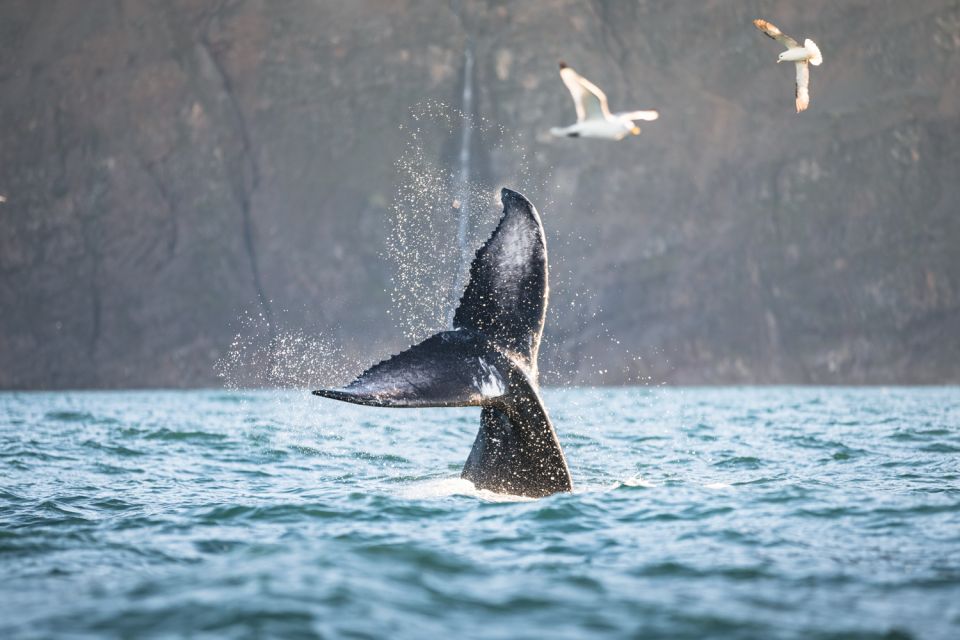 Husavik: Whale-Watching Cruise and Puffins Guided Tour - Traditional Oak Boat