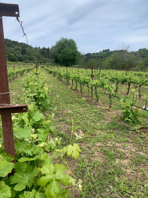 Kefalonia Wine Tour on E-Bikes - Meeting Point and Transportation