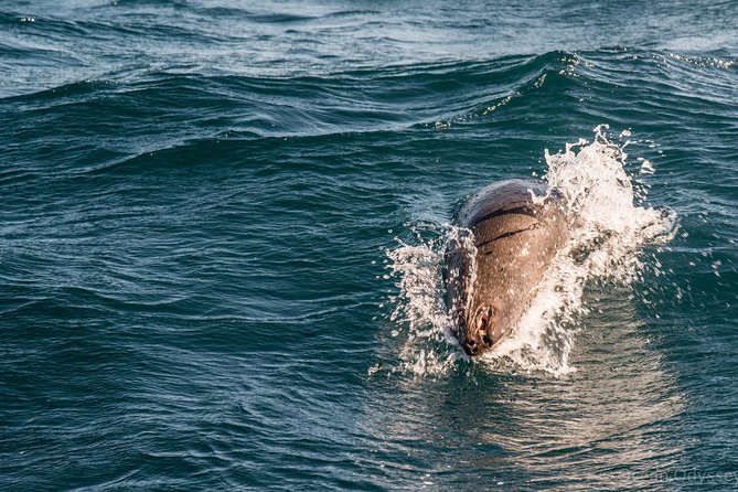 Knysna Marine Life & Garden Route Coastline Experience - Additional Information