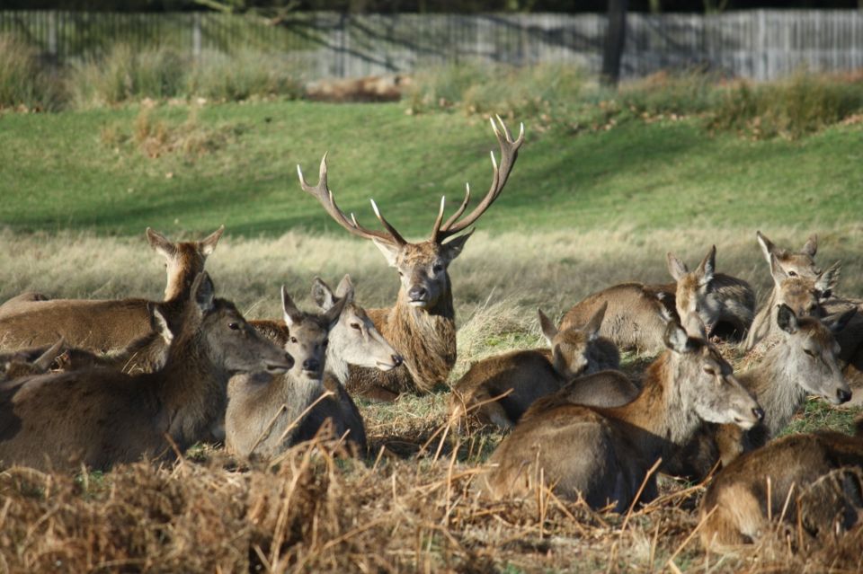 London: Royal Deer Park Bike Tour - Spotting Deer in Richmond Park