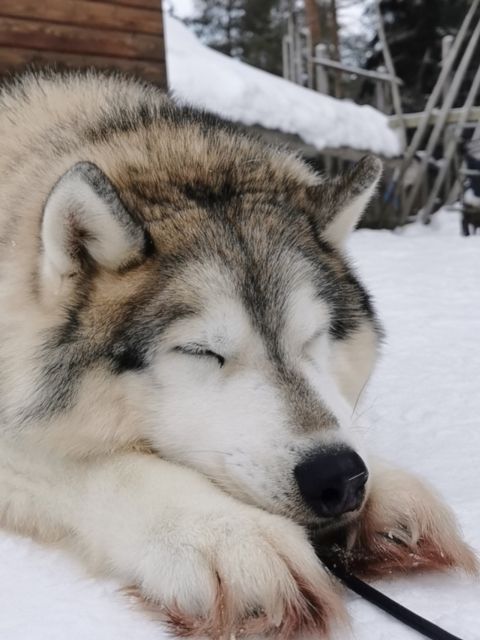 Meeting Santa Claus & Arctic Reindeer Safari & Hug Huskies - Husky Sledding in the Arctic