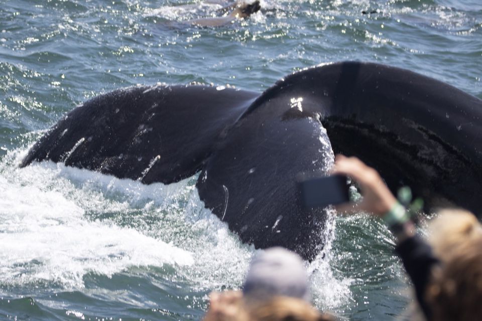 Monterey: Whale Watching Tour With a Marine Guide - Frequently Asked Questions