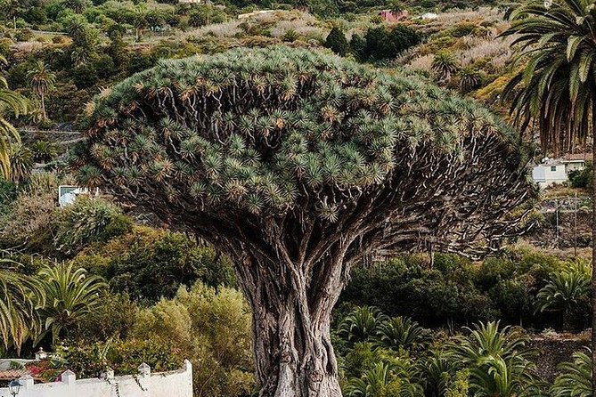 Mount Teide-Icod-Garachico-Masca (Most Popular Bus Tour in Tenerife) - Scenic Highlights and Destinations