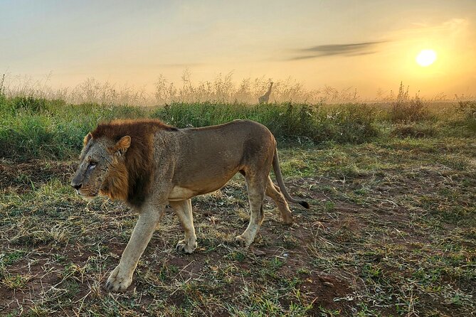 Nairobi National Park and Giraffe Center Tour - Admission Fees