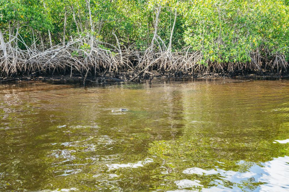 Naples, FL: Manatee, Dolphin, 10,000 Islands Beach Eco Tour - Parking and Refreshments