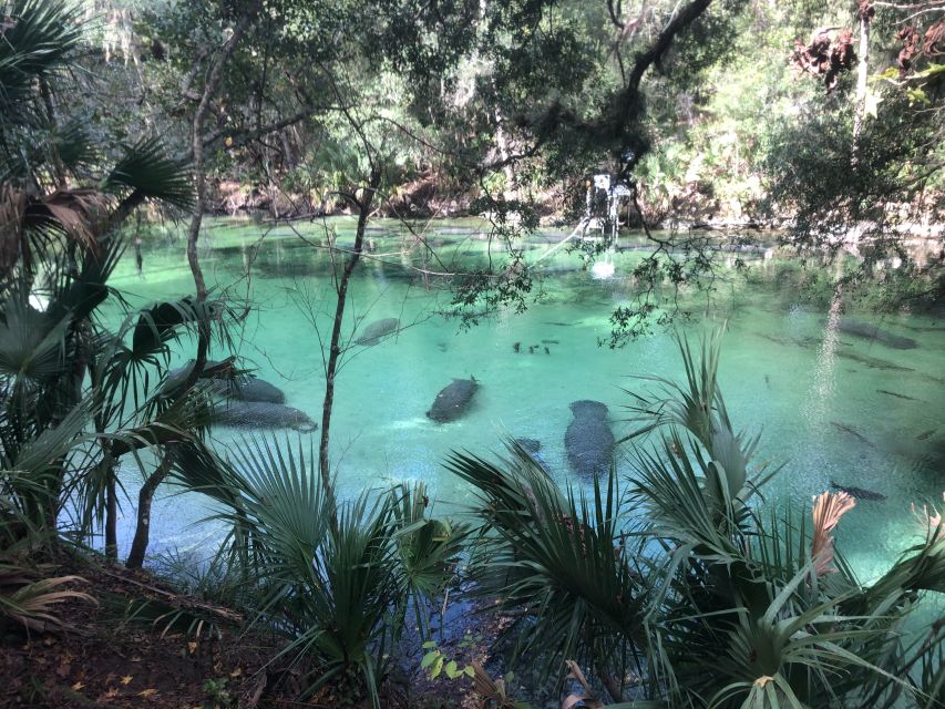 Orlando: Small Group Manatee Discovery Kayak Tour - Accessibility