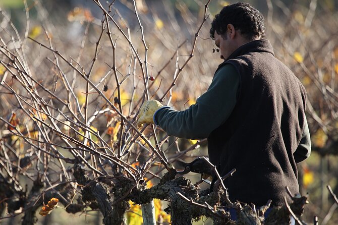 Private Champagne Day Trip to Vineyards of Reims With French Lunch From Paris - Dining and Cuisine