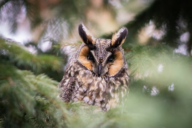 Private Guided Owl Prowl to Observe and Photograph Wild Owls - What to Expect