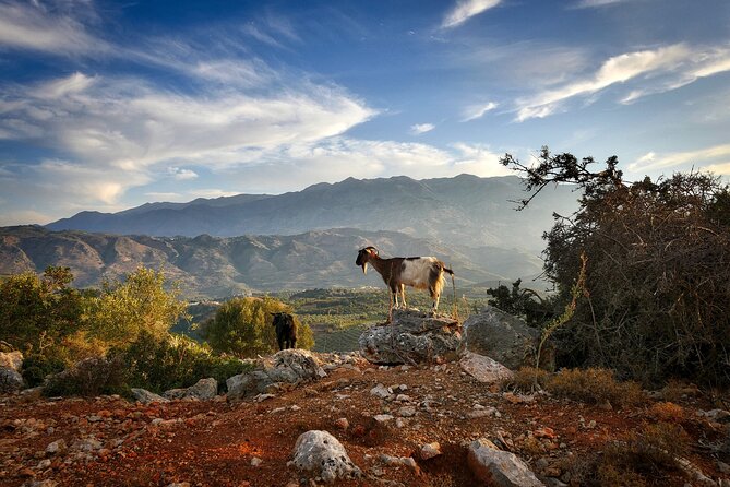 Private Tour Lasithi Zeus Cave Olive Oil Exploration & Shepherd - Cancellation Policy