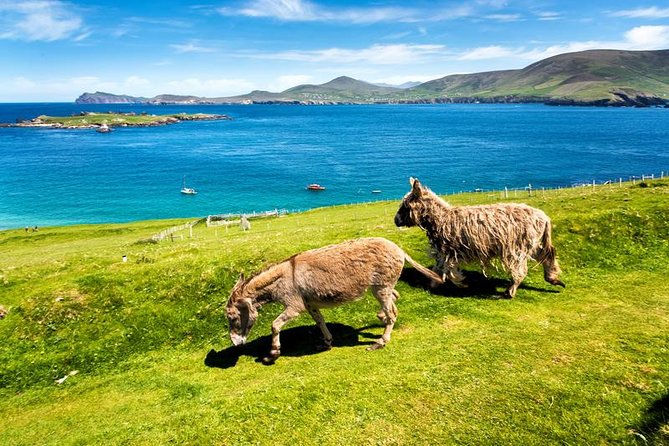 Private Tour of Dingle and Slea Head With Accredited Guide - Additional Details