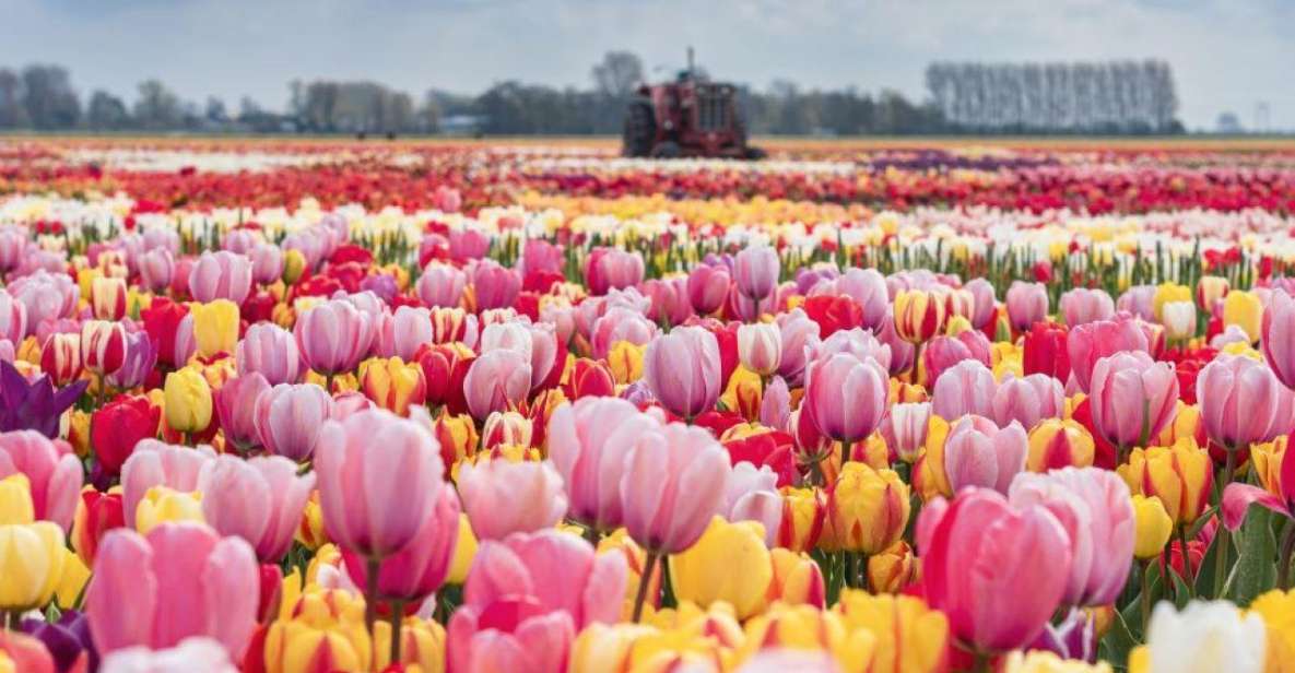 Private Tour to Tulip Experience, Keukenhof & Giethoorn - Important Tour Information