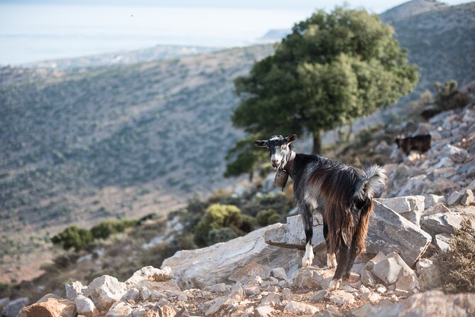 PRIVATE TOUR -Zeus Cave-Old Villages-Olive Oil - From Heraklion - Olive Oil Factory