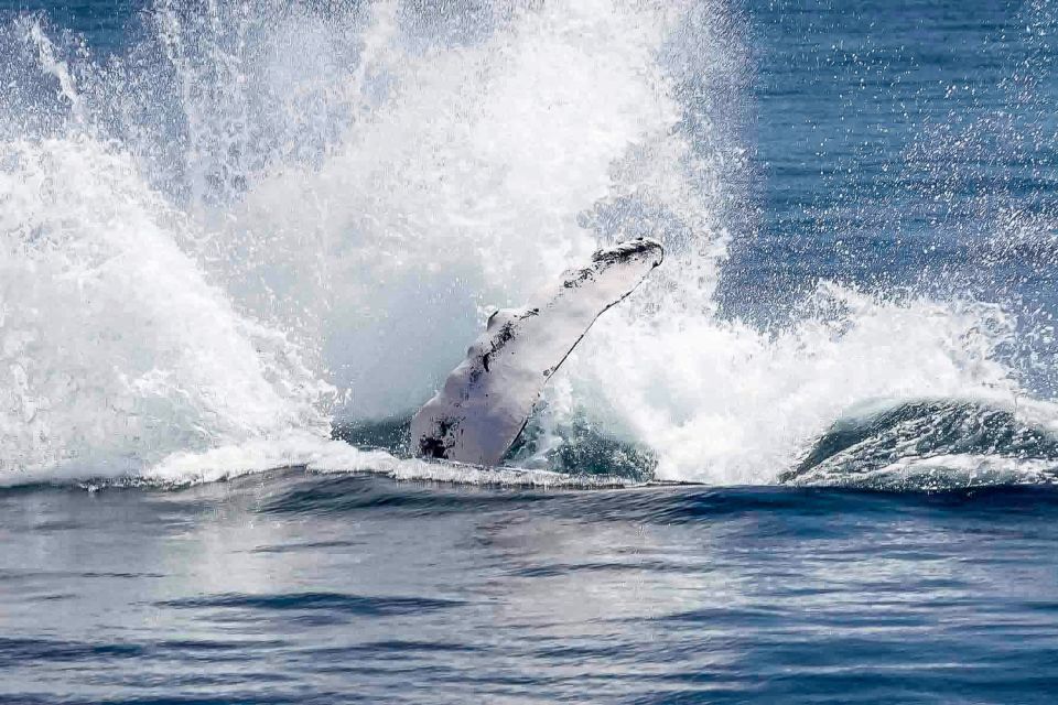 Reykjavik: Whale Watching Tour - Precautions Against Seasickness