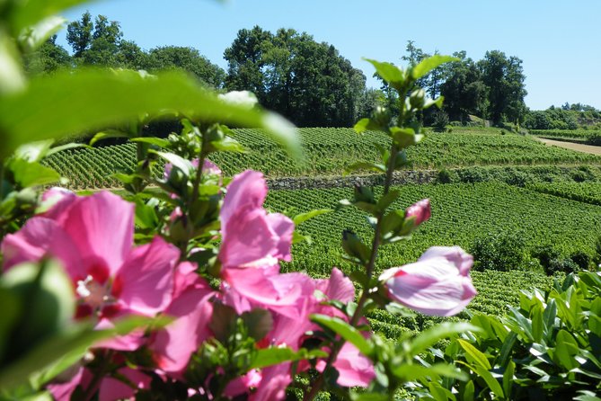 Saint Emilion Wine Tour Half Day - Winery Visit