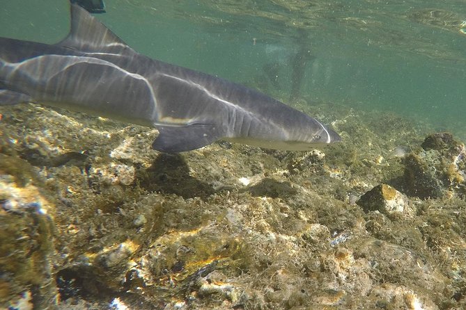 Sal Island: Shark Bay Shark Watching Experience From Santa Maria - Additional Information