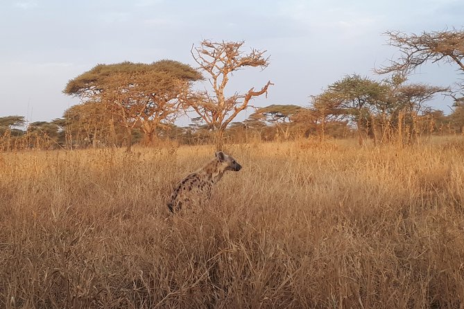 Serengeti & Ngorongoro 3 Days Private Tour - Ngorongoro Conservation Area