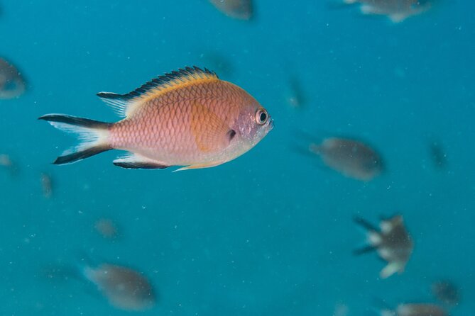 Single Scuba Try-Dive in Puerto Del Carmen - Small Groups - 2 Hours - Underwater Experience