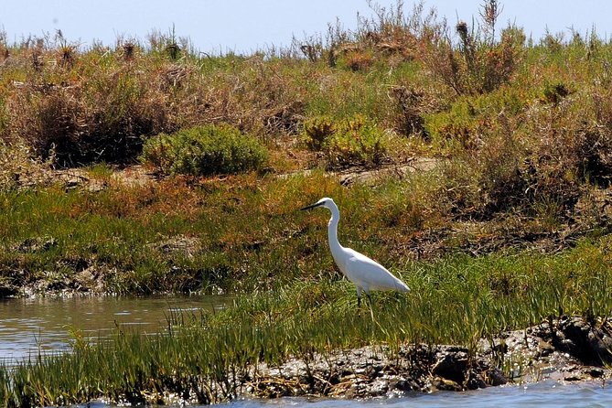 Sunset Boat Trip of Ria Formosa: an Eco-Friendly Tour Out From Faro - Guest Reviews and Ratings