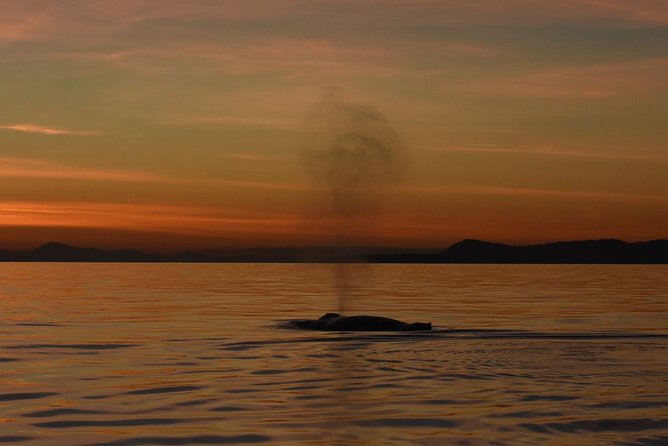 Sunset Whale Watching Adventure From Victoria - Vessel and Crew