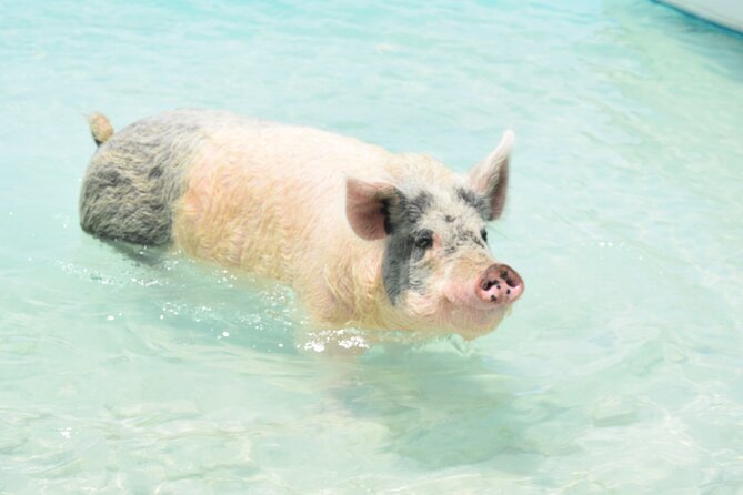 Swimming With Pigs in Nassau, Transportation Included - Tour Booking and Information