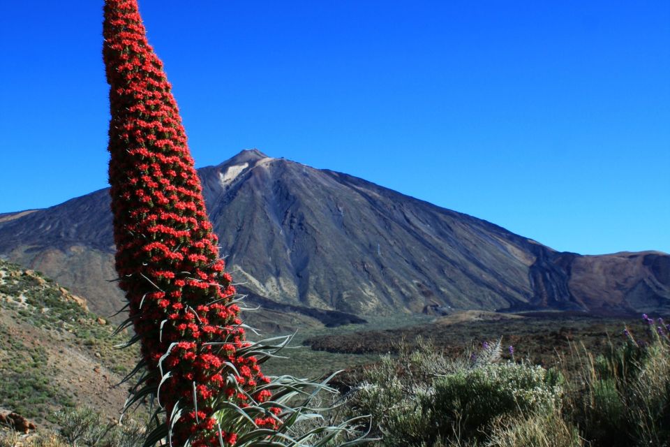 Tenerife: Mount Teide Quad Tour in Tenerife National Park - Ratings and Feedback