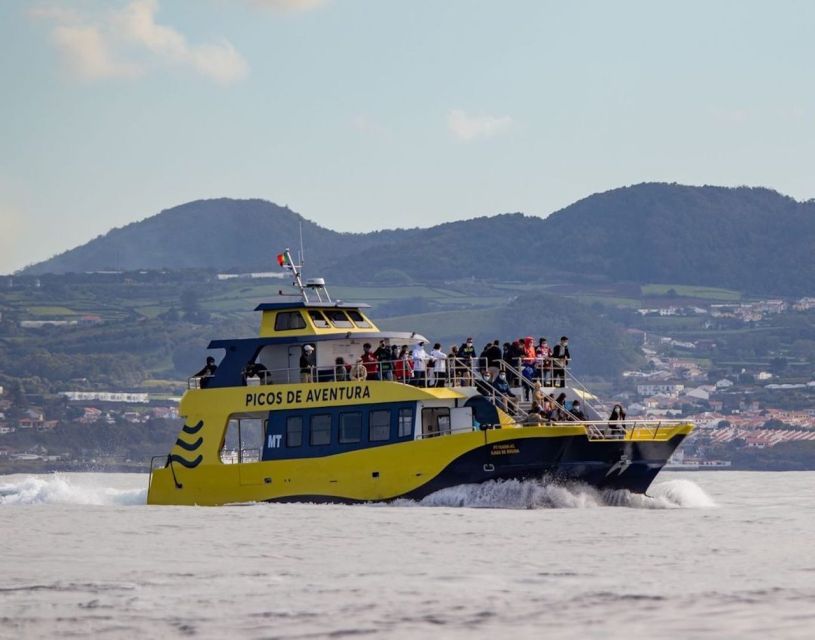 Terceira: Half-Day Dolphin and Whale Watching Tour - What to Bring