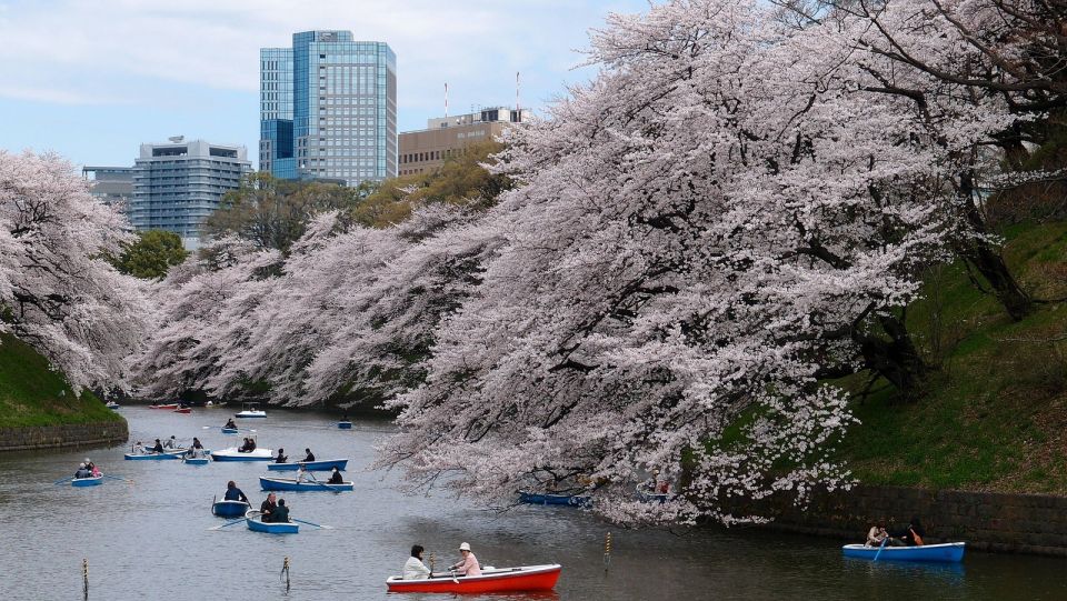 Tokyo: Private Cherry Blossom Experience - Tranquil Hanami Experience