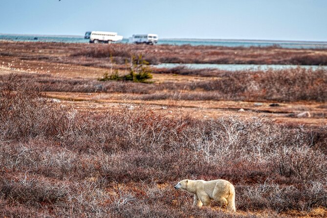 Tundra Buggy Autumn Day Tours - Tour Highlights