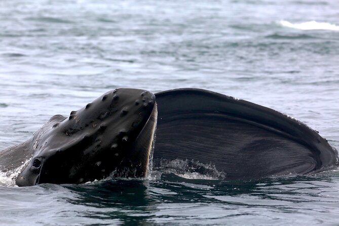 Victoria Shore Excursion: Whale-Watching Cruise With Expert Naturalist Guides - Meeting and Pickup Options