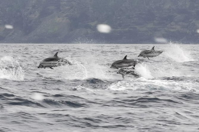 Whale and Dolphin Watching on Tercera Island - Highlights of the Adventure