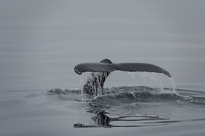 Whale Watching by RIB Speedboat From Downtown Reykjavik - Booking and Cancellation