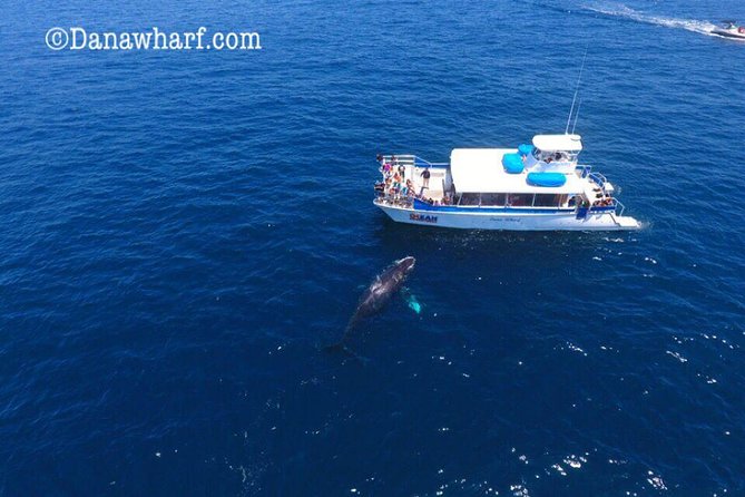 Whale Watching Excursion in Dana Point - Overall Customer Sentiment