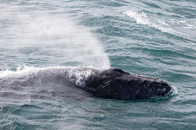 Whale Watching Tour With Professional Guide From Reykjavik - Transportation and Pickup Options