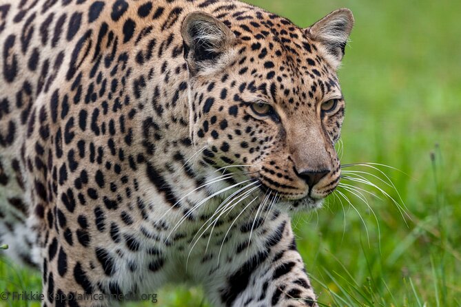 Wild Cat Experience Tour - Reviews and Excellence