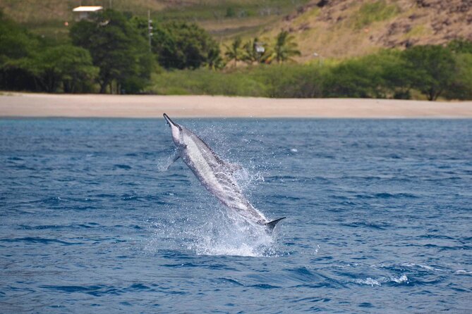 Wild Dolphin Watching and Snorkel Safari off West Coast of Oahu - Inclusive Snorkeling Adventure Included